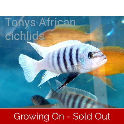 4 x 3-4cm F2 Metriaclima zebra chilumba "Maisoni Reef" LIMITED STOCK